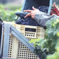 les résultats obtenus concernant l’avancement des dates de vendanges dans cette étude correspondent à une élévation moyenne minimale de la température
