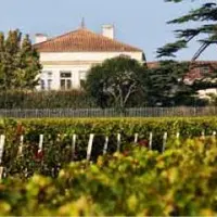 Le château Lynch Bages à Pauillac a sélectionné une souche indigène en 2013 sur merlot avec le laboratoire Sarco.