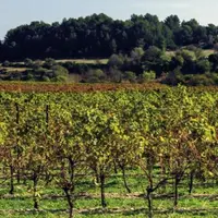 L’objectif des IGP de zone du Languedoc 
est de faire découvrirses cépages autochtones.