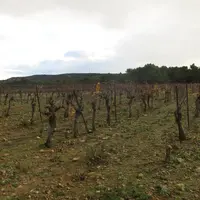 vignes en Languedoc