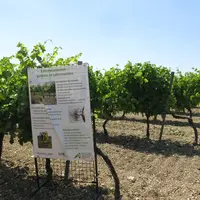 réseau myvigne en charente