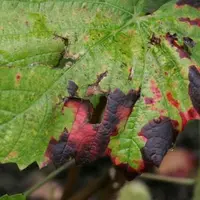 Grillure des feuilles provoquée par la flavescence dorée. Un nouveau produit pour la viticulture bio est en passe d’être homologué.