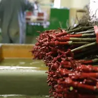 La notion de risque lié à l’intensité de la présence de la flavescence dans les 500 mètres autour de la parcelle de vigne mère est cruciale, notamment
