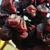 Sur cépages blancs, l’effet de sécheresse accrue pourrait se traduire par une perte 
aromatique et une moindre aptitude 
au vieillissement des vins.
