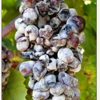 Les attaques d’oïdium ont eu lieu majoritairement sur grappes pour 87% des répondants et plus de 1 viticulteur sur 3 (37 %) a eu une intensité d’attaq