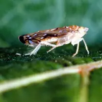 L’Agroscope de Changins a mis au point un programme de lutte biologique de la flavescence dorée à base de Parexan N, un mélange de pyrèthre et d’huile
