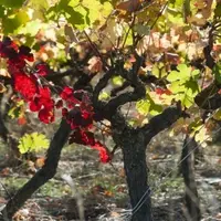Vignoble de Fronton.