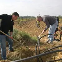 EN LANGUEDOC-ROUSSILLON,
23 000 ha de vignes bénéficient
de l’irrigation, soit 10 %
du vignoble.