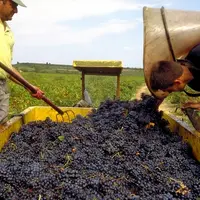 Avec la nouvelle segmentation des vins que met en place l'OCM, dès les prochaines vendanges 2009, la catégorie des vins sans indication géographique (