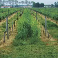 L’effet de l’engrais vert sur le rendement dépend du type de plante utilisée et de son pilotage.