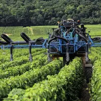 Quel que soit 
le mode de conduite, avec beaucoup ou peu d’intrants, la même biodiversité levurienne est retrouvée sur les raisins. En revanche, les
