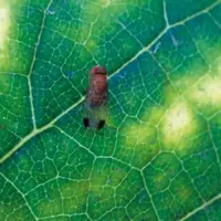 Originaire d’Asie du Sud-est, drosophila suzukii pond dans des fruits sains en cours de maturation ou mûrs. Elle est surtout connue pour causer 
d’im