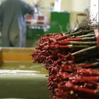 La grêle, cette année,  a affecté les capacités de production de la pépinière française. Les pépiniéristes seront-ils à même de répondre à la demande
