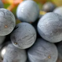 Sucres, acidité, polyphénols...beaucoup de paramètres sont mesurables.