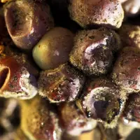 Le botrytis pourrait bientôt avoir un nouvel ennemi : le 3AEY, un produit de biocontrôle à base de terpènes.