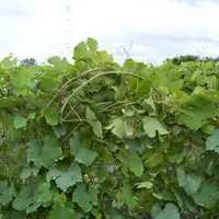 Le tressage de la vigne consiste séparer deux groupes de cinq brins dans chaque main et à faire un nœud simple, pas serré. Puis on prend les brins d’u