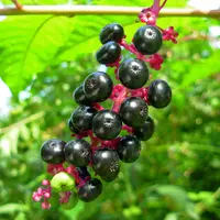 Phytolacca americana Knoxville