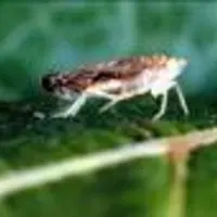 Le traitement systèmatique contre la cicadelle de la flavescence dorée visant à l'éradication de l'insecte ne serait pas efficace, estiment les associ
