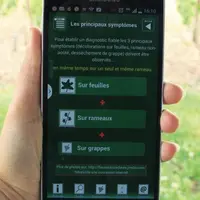 L'application du GDON 
du Sauternais et des Graves aide le viticulteur 
à déterminer si son cep est atteint par la flavescence.