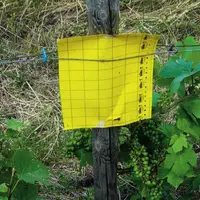 Les techniciens de la chambre d’agriculture 
du Rhône et les viticulteurs 
du Beaujolais ont installé 80 plaques jaunes 
et engluées 
pour piéger