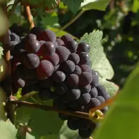 Sur pinot noir, l’Agroscope de Changins a confirmé l’intérêt de l’acide gibbérellique pour maîtriser le botrytis. Des essais sur gamay sont également