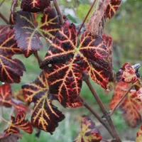 SELON L’INRA, 11 % du vignoble
serait improductif du fait
des maladies du bois.