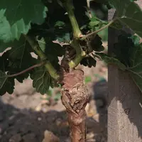 Les plants haut de gamme constitueront un moyen de lutte prophylactique supplémentaire contre les maladies du bois en Centre-Loire.