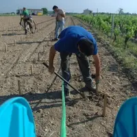 L'OCM viticole prévoit que les parcelles arrachées puissent être replantées sans autorisation particulière.