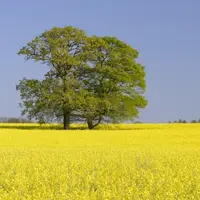 Les tanins de chêne ont le pouvoir anti-oxydant le plus important parmi les tanins oenologiques.