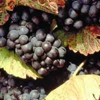 La diminution des rendements et l’allongement de la maturité permet d’obtenir des vins de pinot noir plus colorés.