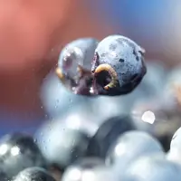 LE NOMBRE D’ŒUFS DE VERS DE LA GRAPPE peut varier de 20% entre un pinot et un grenache.