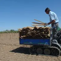 Comment sera régulé l'accroissement du vignoble européen ? Les parlementaires européens préconisent une augmentation de 0,5% des surfaces chaque année