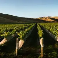 Légende : Les levures indigènes, étudiées dans un vin en fermentation du domaine Kumeu river, dérivent pour certaines d’entre elles de levures peuplan