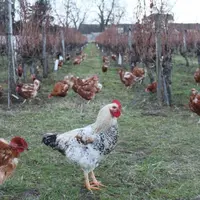 Des poules picorent joyeusement les vignes du Domaine Lamé Delisle Boucard.