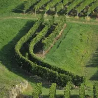 Vignes du château Tour Baladoz en Saint-Émilion grand cru.