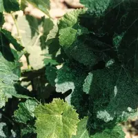 L’absorption des sucres est très rapide, mais pas leur action. On considère qu’il faut sept jours à la vigne pour modifier son métabolisme sous l’acti