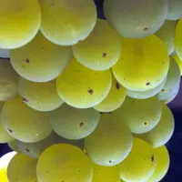 L'arôme du sauvignon blanc est exprimé sous l'action des levures, durant la fermentation alcoolique, qui synthétisent des thiols volatils à partir des
