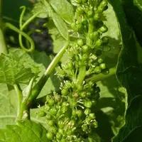 Les chiffres annoncés doivent être pris avec précaution, la floraison n'étant pas terminée dans toutes les régions.