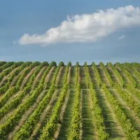 Une perte de 30 % de leur surface en dix ans, c'est ce que prévoient certaines caves.