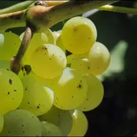 Les surfaces plantées en sauvignon ont augmenté de 17 % en sept ans.