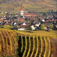 Le fait qu’une parcelle de vigne conduite en bio soit vendue et désormais conduite en conventionnel par le nouvel acquéreur peut être considéré comme