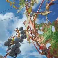 La grêle a encore frappé durement de nombreux vignobles cette année : Bourgogne, Gironde, midi…