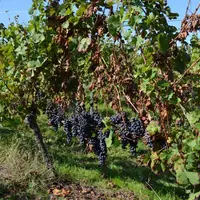 Le passerillage éclaircissage sur souche consiste à couper la branche à fruit après le premier rameau en partant du cep, environ deux à trois semaines