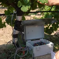 LA MESURE DU FLUX DE SÈVE
est réalisée à l’aide de capteurs directement placés sur la souche de vigne. Le suivi de l’état hydrique de la vigne peut s