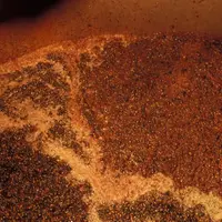 Une grande diversité de souches de levures a été observée au cours des fermentations alcooliques spontanées suivies par la groupe ICV chez un vigneron