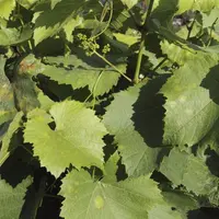 Le principal frein à l'extension de la méthode Midium semble être la contrainte des observations nécessaires.