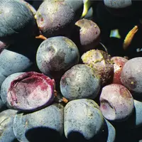 Dégât de pourriture acide sur merlot.