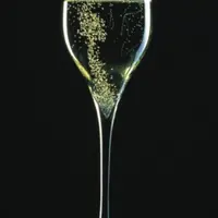 Le champagne est, avec les blancs de chardonnay bourguignon, le seul vin à être issu de souches d’oenococcus spécifiques qui se sont adaptées aux cond