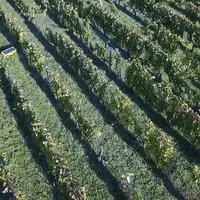 L'avantage d'un "troupeau de robots", c'est qu'en cas de panne, le travail d'un robot peut être provisoirement réalisé par les autres.  © Vitirover