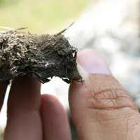 Les champignons sont indispensables à la vie du sol, mais souvent mal-menés par de trop nombreux intrants. © C. De Nadaillac